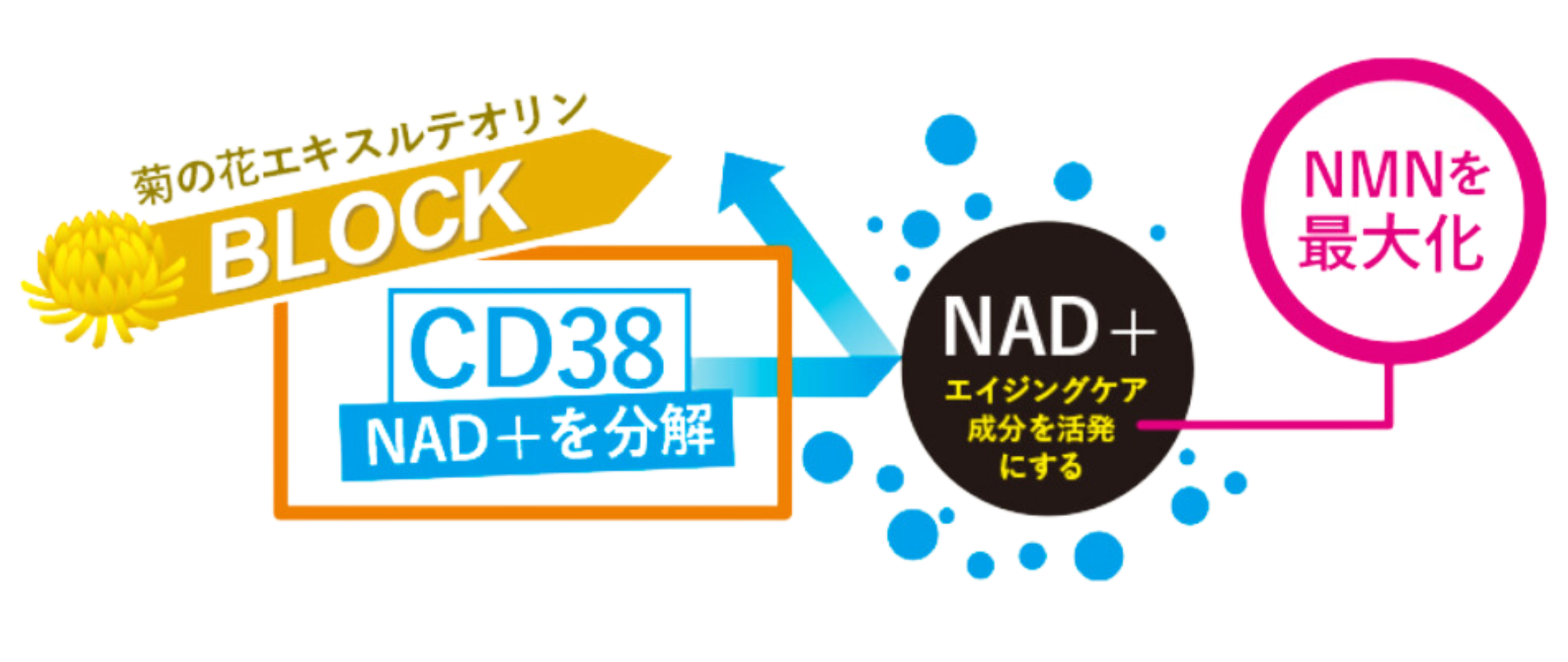 YouTuber ヒカルが開発】エイジングケアサプリ「P3ブランドシリーズ 
