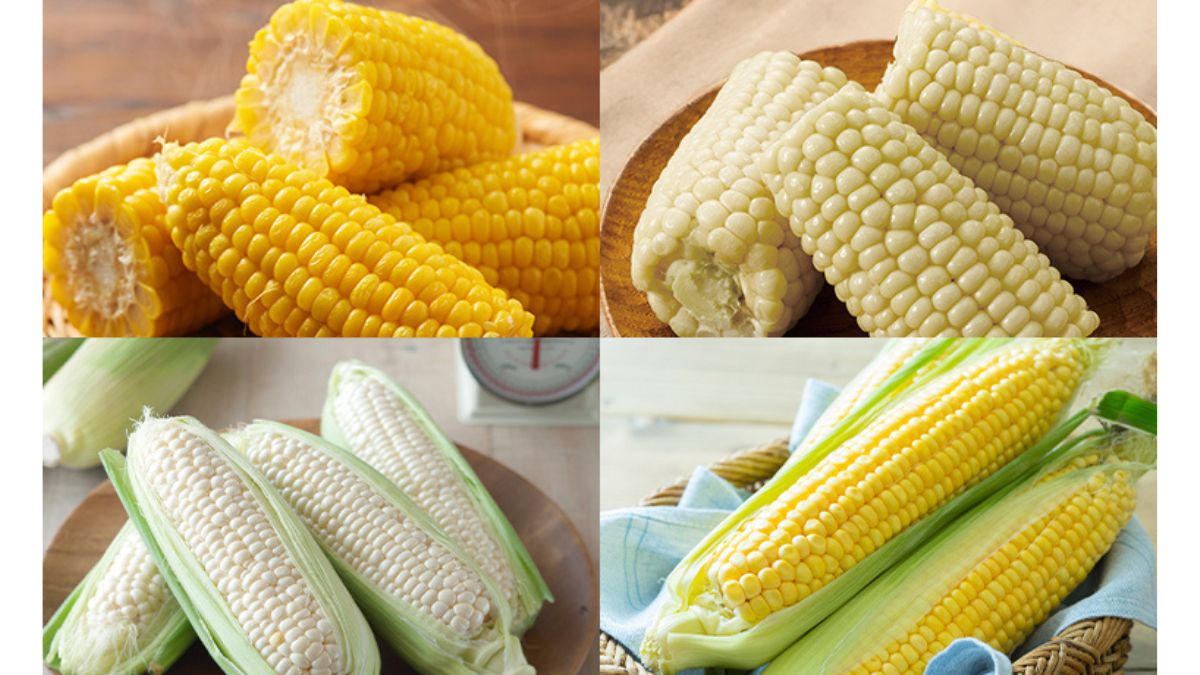 ほしぞら【訳あり】とうもろこし、2種類食べ比べ、15キロ 食品宅配の「らでぃっしゅぼーや」、旬の「とうもろこし」を食べ比べ