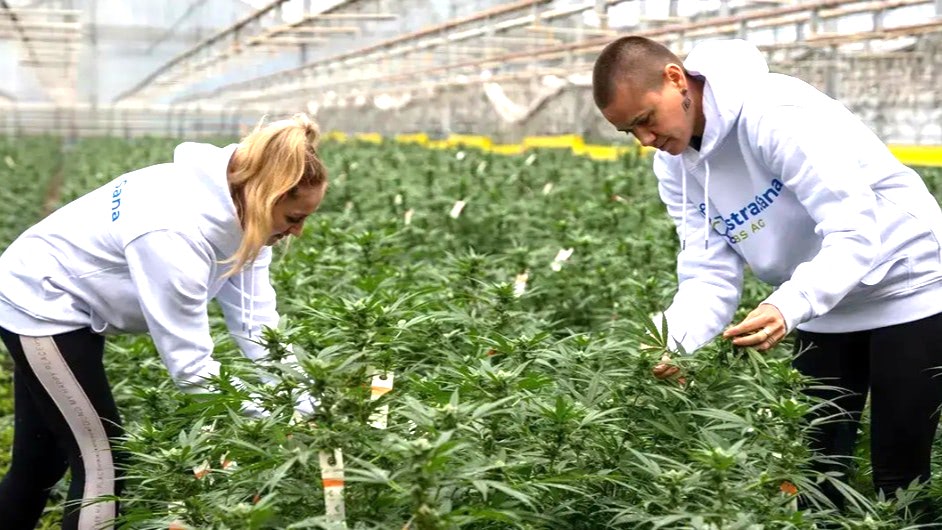 フランシスカン　イギリス製 Yql385-152-18-8-and-Yql485-203