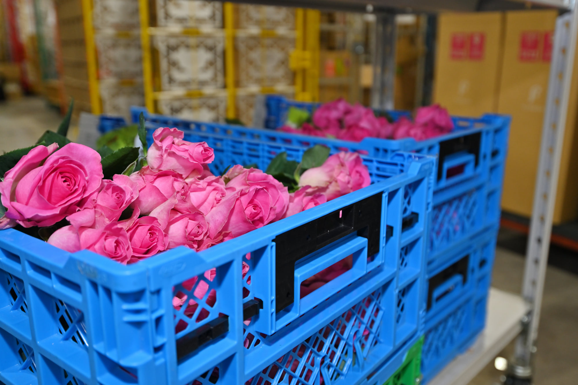 自分用フラワーブーケの売り切り】FLOWER、花のある暮らしをサポート