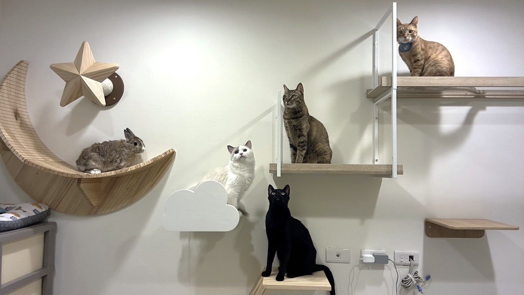 長彩、台湾発の猫用品「MYZOO」が人気 キャットウォークを使った