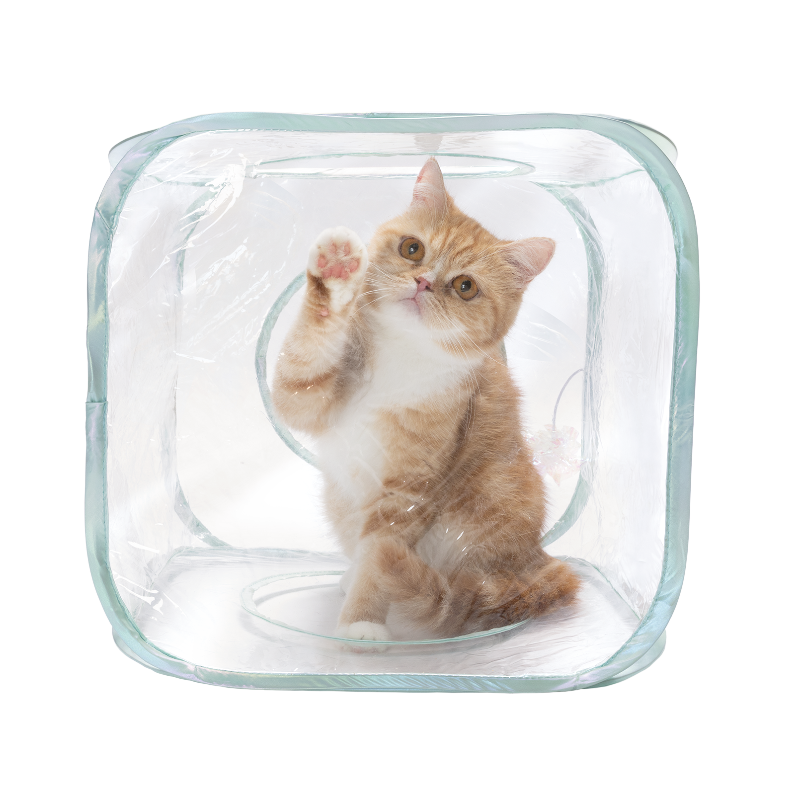 猫壱、透明デザインの猫用おもちゃ「クリアシリーズ」発売 可愛さを見