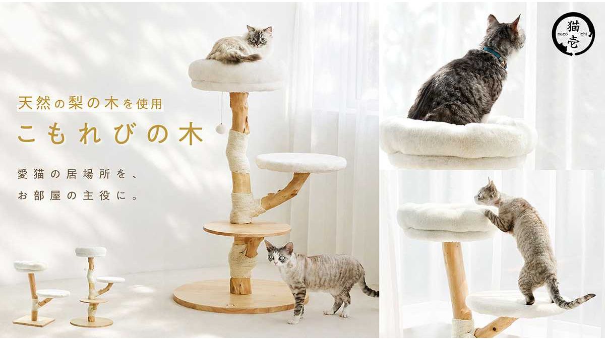 猫壱、愛猫専用の世界に1つだけのキャットタワー「こもれびの木」を