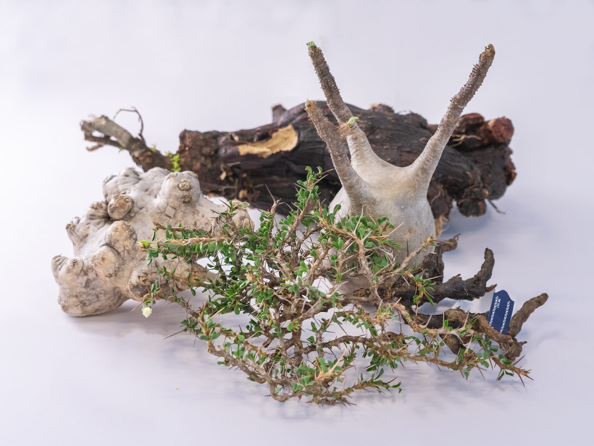 メルカリShopsアワード 2022」を発表 MVPはサボテン・多肉植物販売の