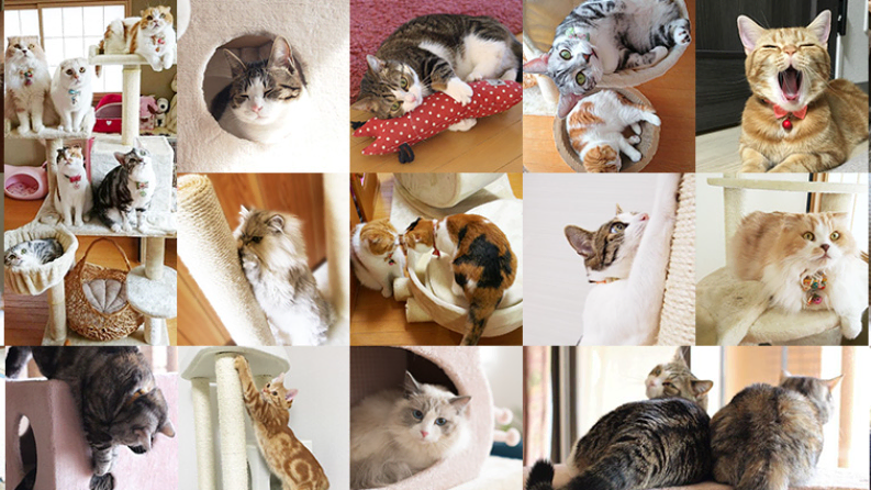 キャットタワー専門店「Mau」、猫の「年齢」「サイズ」「飼育頭数」に 